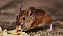 24 Hour & Emergency Exterminators in Englewood, OH
